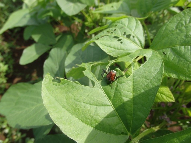 5害虫　マメコガネ